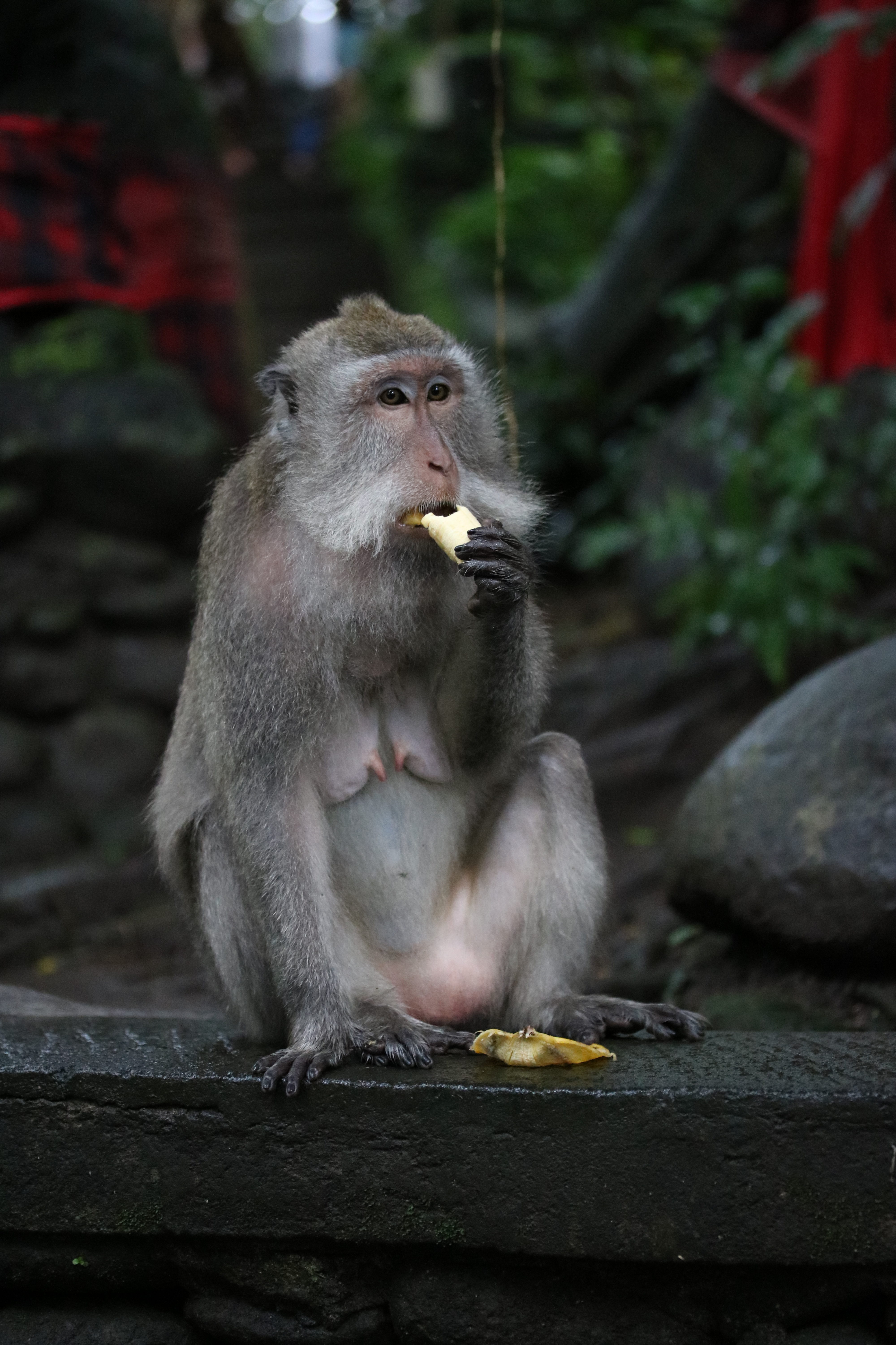 monkey sanctuary bali guide
