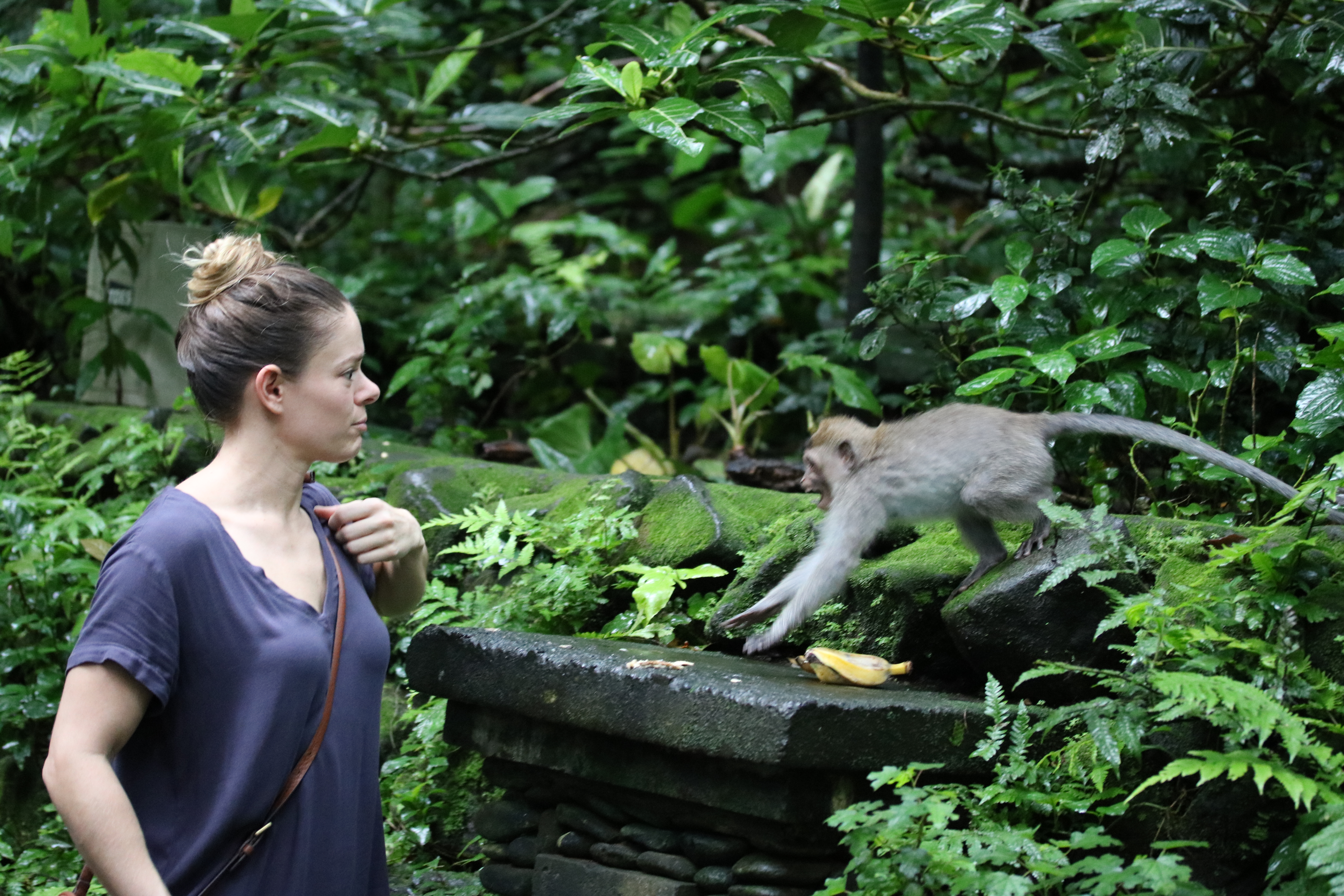 monkey sanctuary bali guide