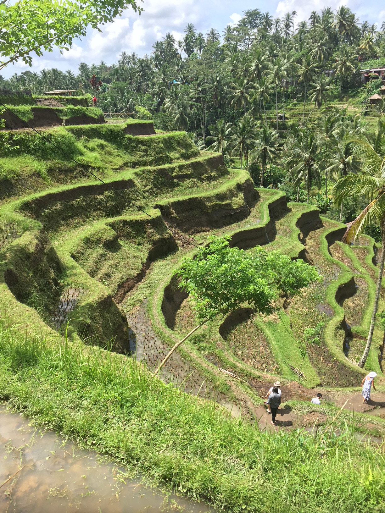 tegallalang rice terraces bali guide